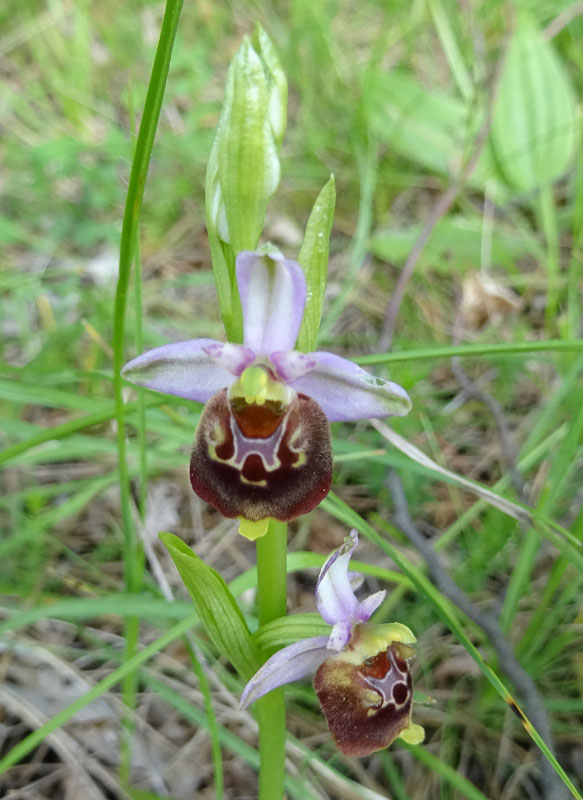 Ophrys holosericea, tetraloniae o untchjii ? ......holosericea.